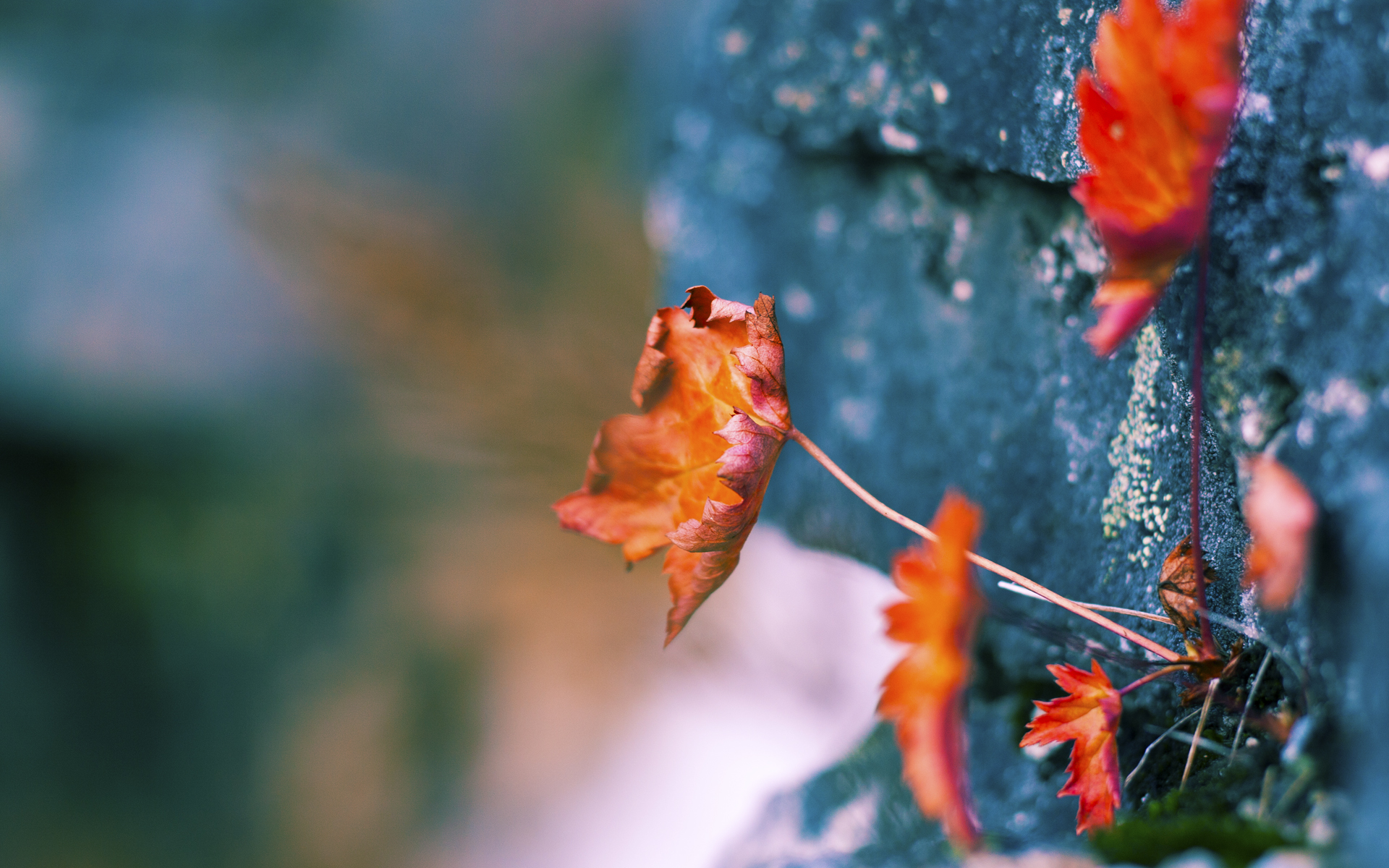 重剑对秀场，戴维斯杯完胜拉沃尔杯，蒂姆率队展露网球的纯粹荣光