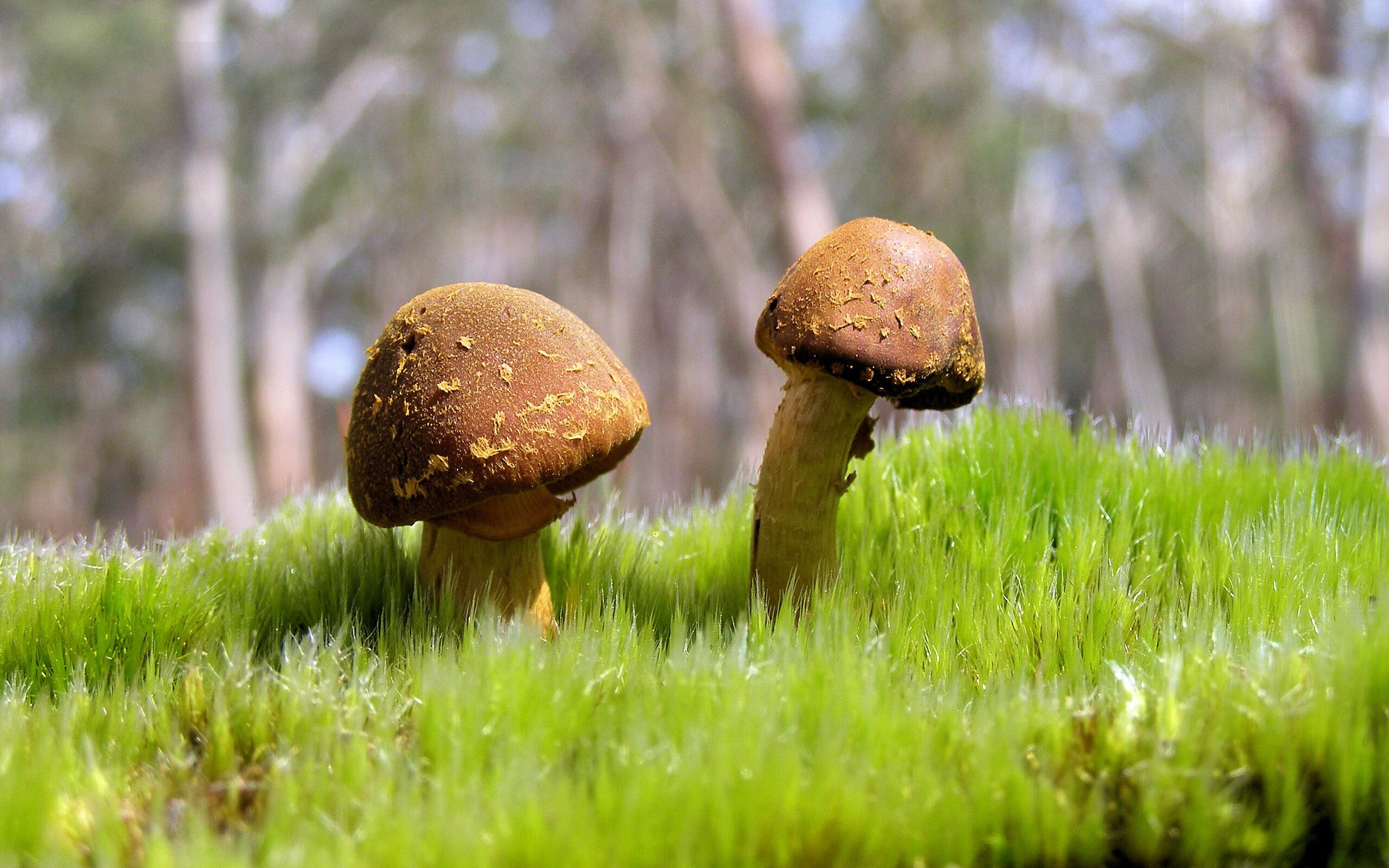 金鹰铁翼，烈焰击穿，印尼风暴席卷泰国，黄鸭组合宣告王权归来