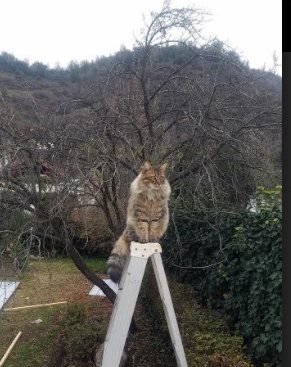 以黄鸭为矛，筑团队为盾，印度羽毛球的险胜与新生