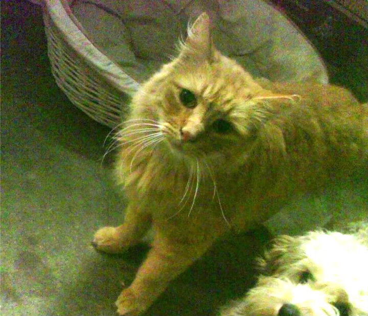 独角兽降临东方，文班亚马50分统治级表演，篮网跨洲热身险胜广东