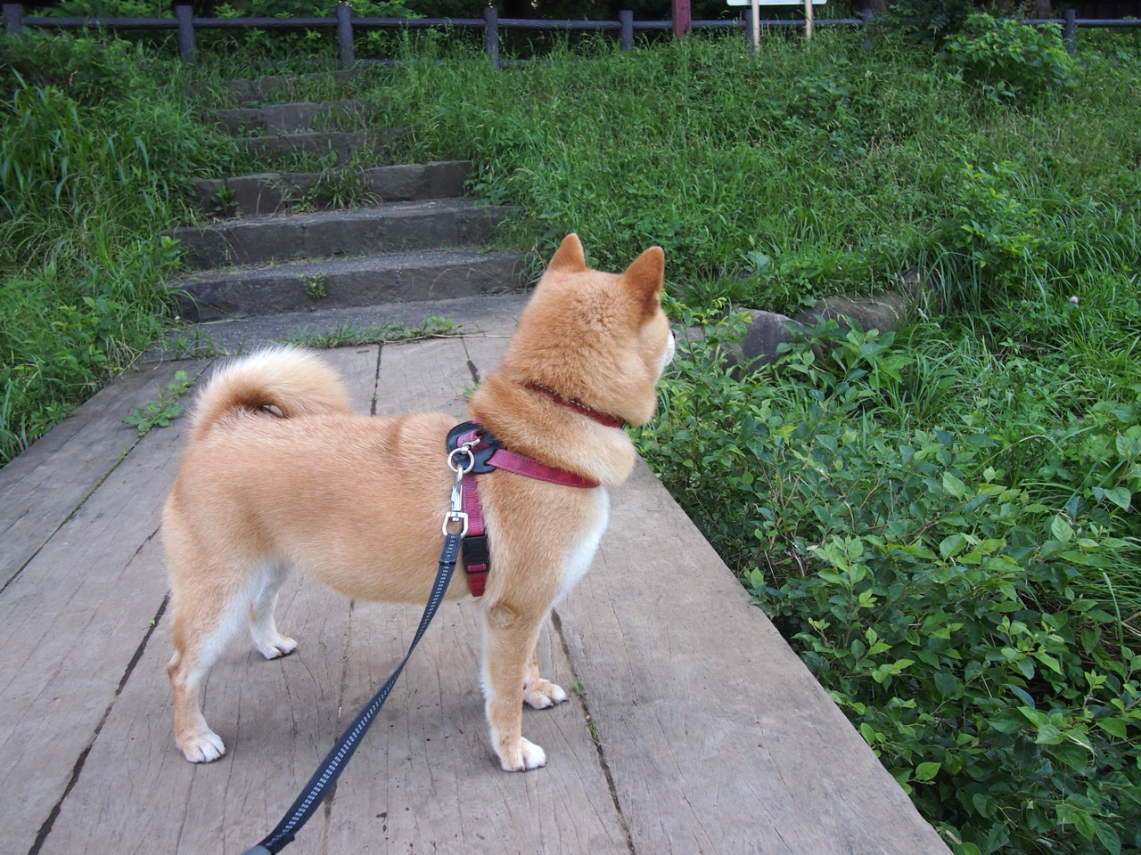 足球的奇妙安排，当西班牙在2026世界杯淘汰芬兰，宿命的交错与历史的首演