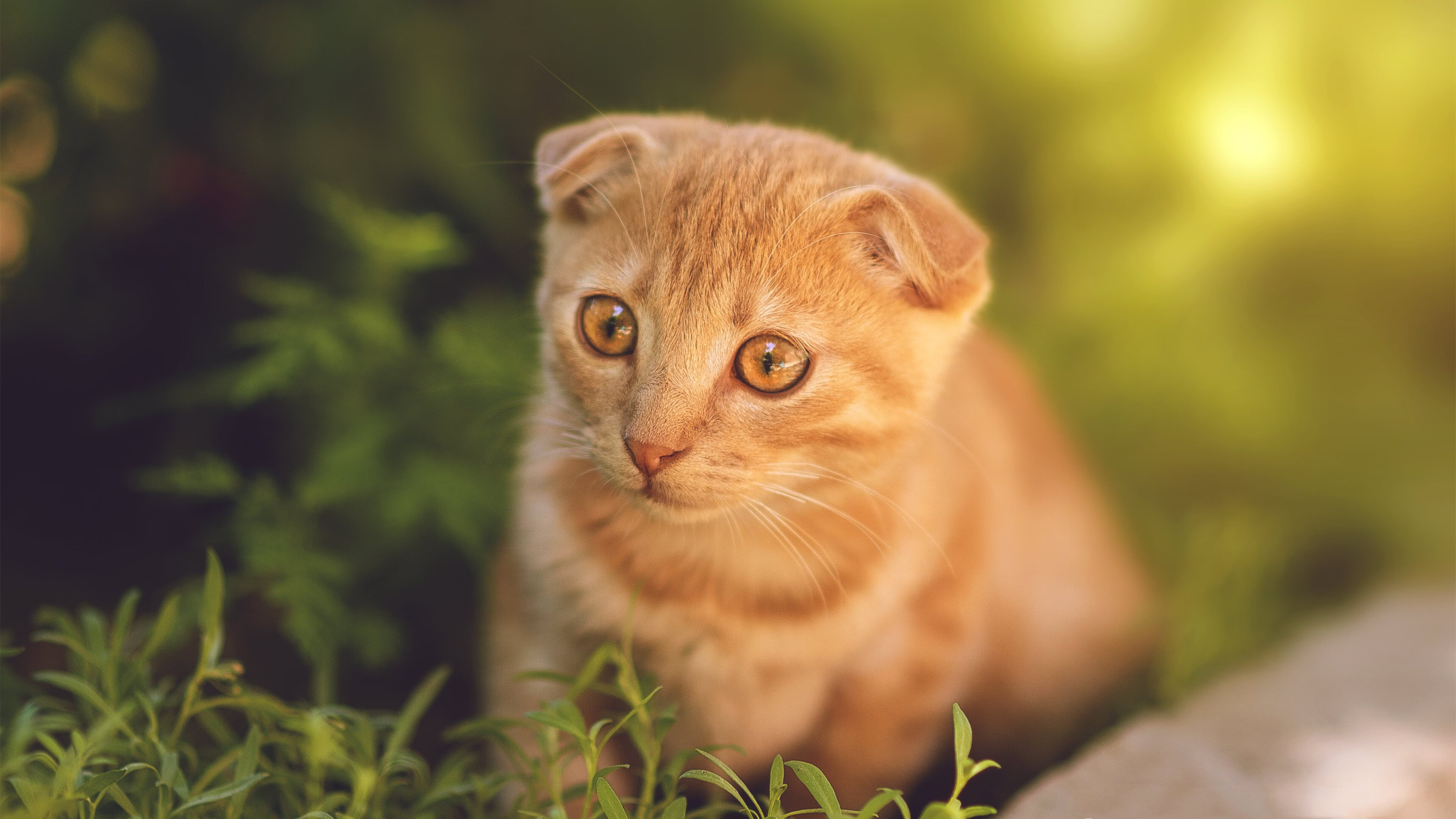 北欧神话续写者,当富安健洋用左脚为冰岛凿开胜利之门