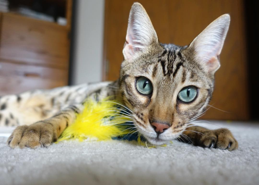 跨越赛场,塞维利亚的坚盾与阿尔瓦雷斯的引擎—竞技之魂的南北交响