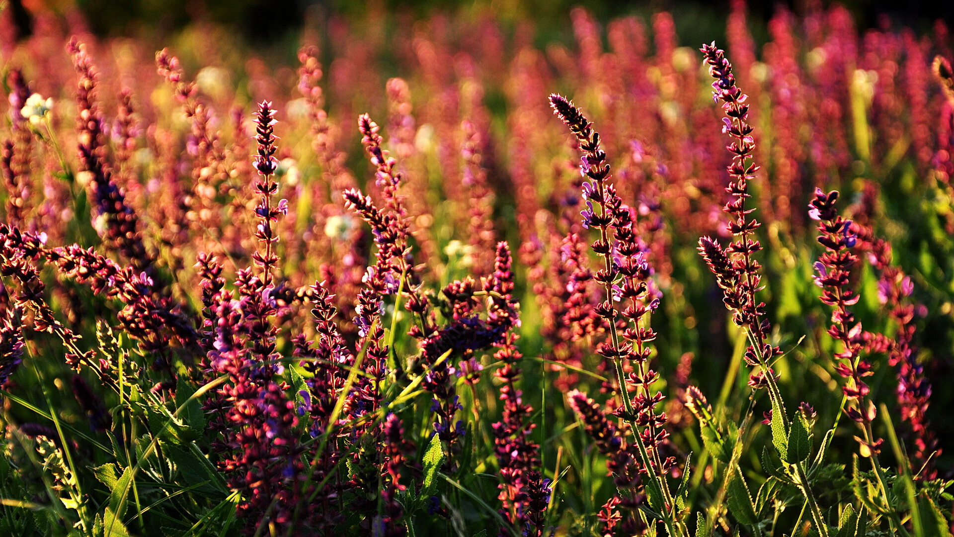唯一对决，加纳与AC米兰的跨域交锋，卡瓦哈尔的火热状态定乾坤
