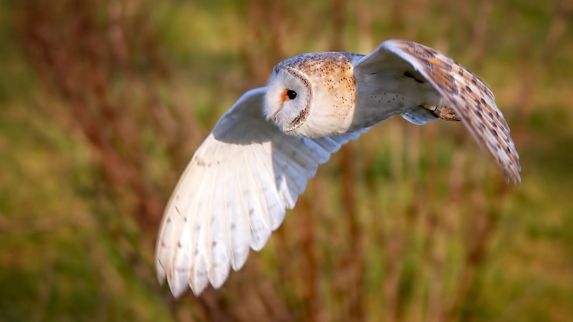 平行世界的英雄叙事,当埃及法老遇见赛场先知