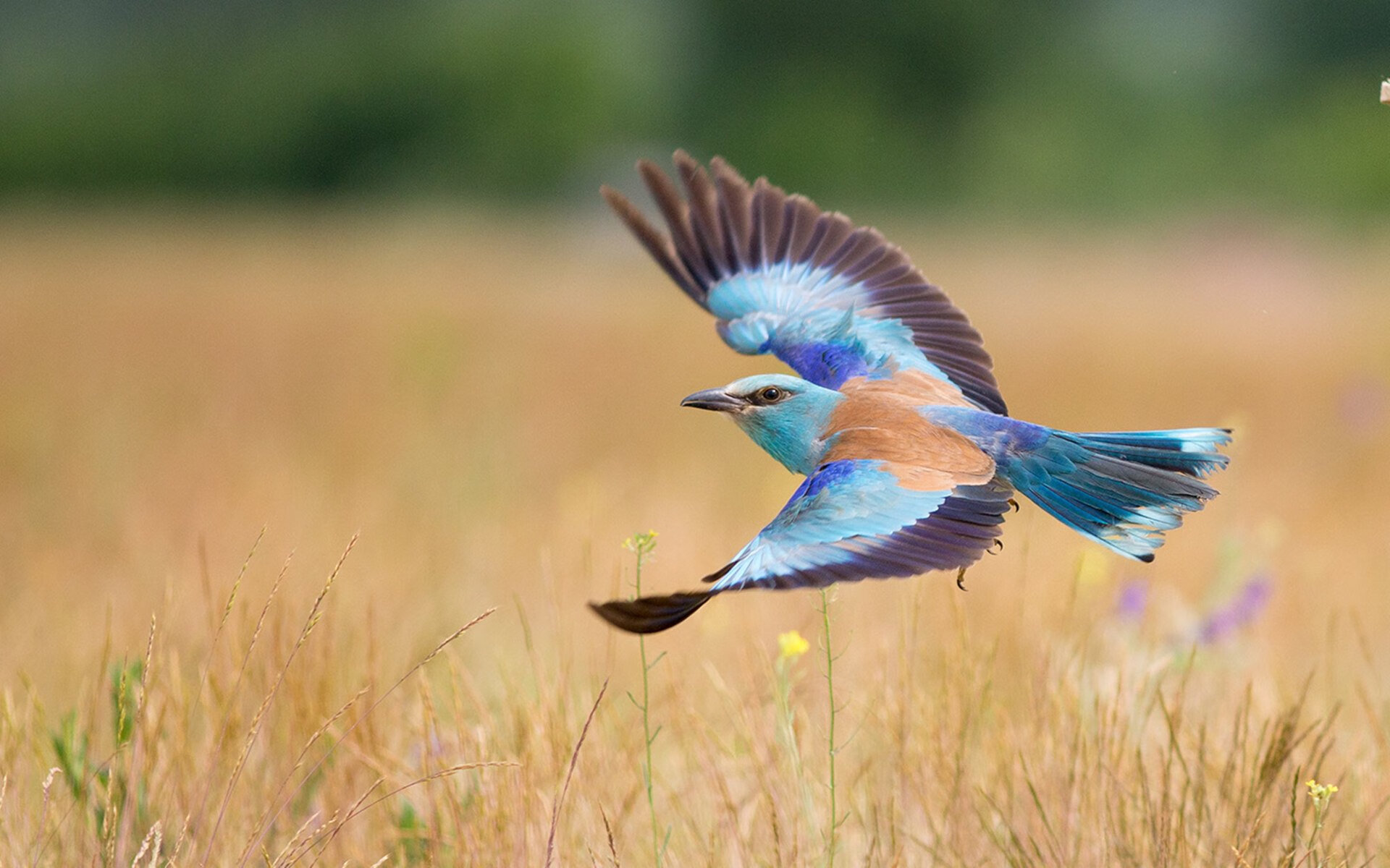 寂静到尖叫的11分钟，欧文如何用一场爆发终结英超冠军悬念