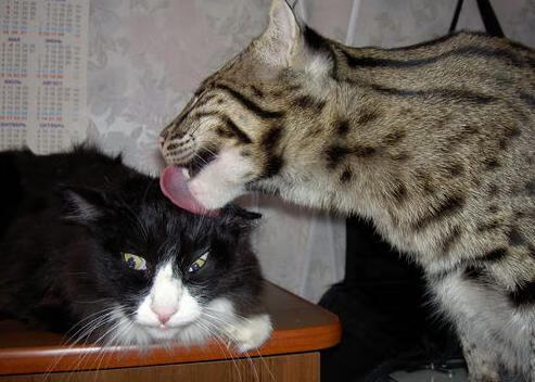 孔德的连线与枫叶的潮汐，当稳定输出穿越北境单节风暴