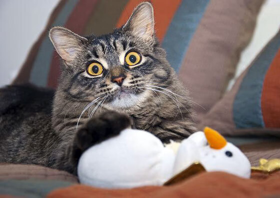 满分刻度上的战争,当凯塞多在排名之夜重塑最佳的定义