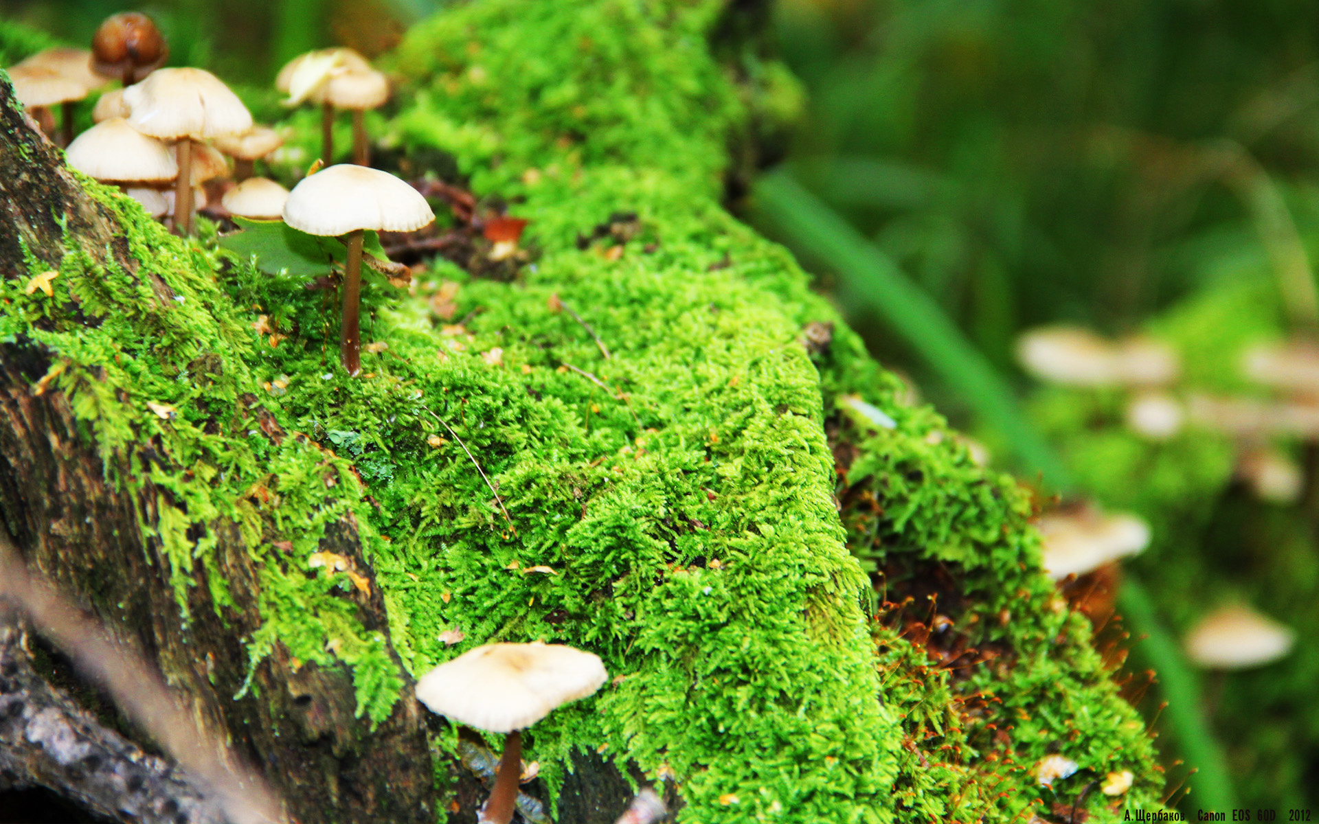 极速王国征服绿色战场,一场交错的体育史诗