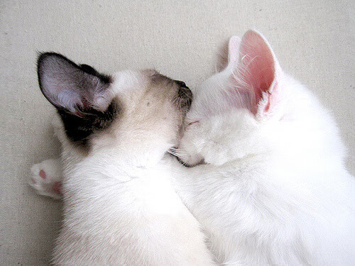 狭路相逢！快船险胜活塞，新王当立德罗赞封神