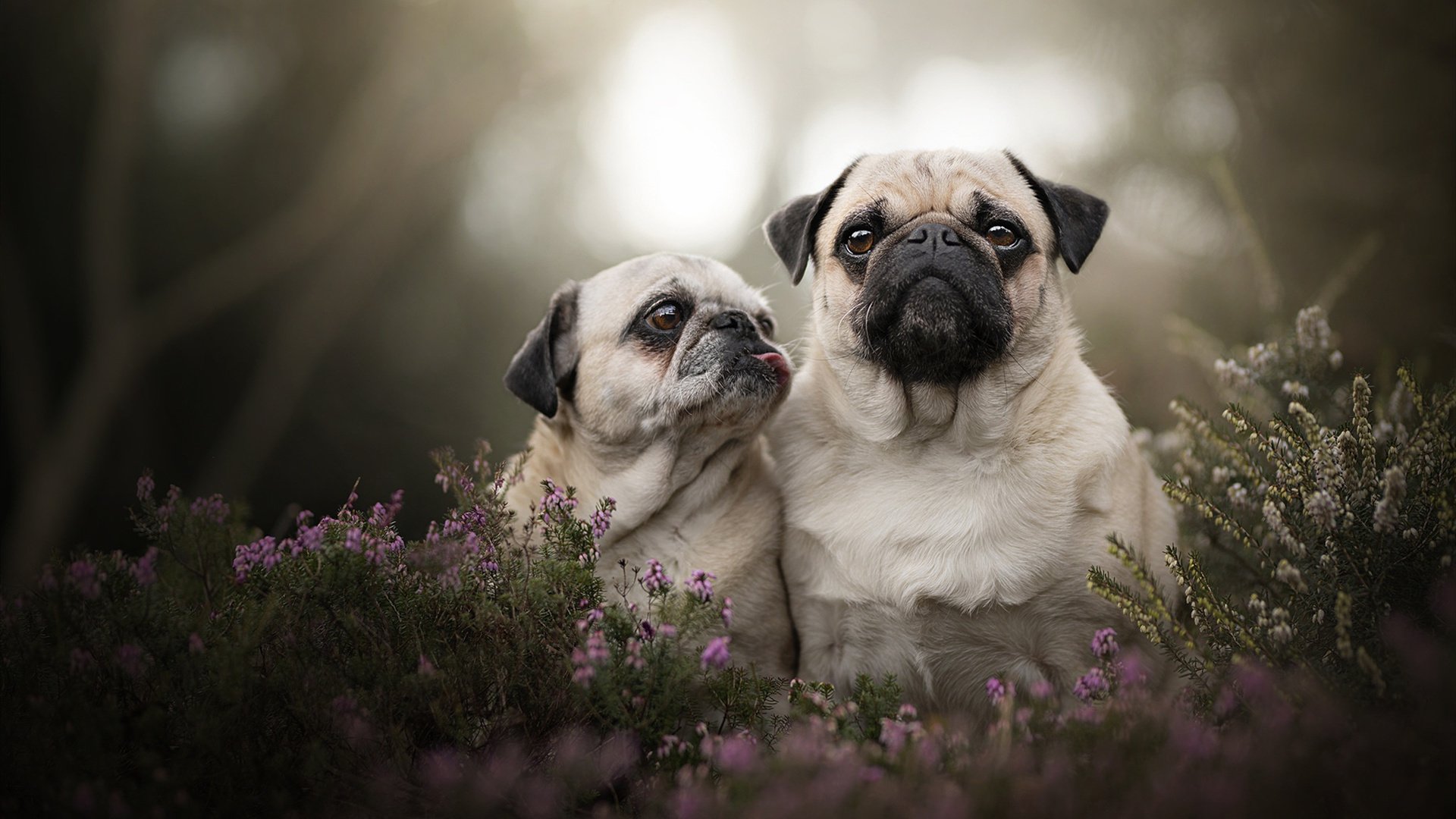 当NBA的制胜者，投射在西甲德比的夜空